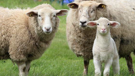 Weekend naar Texel alleen met je kind - Schapen texel